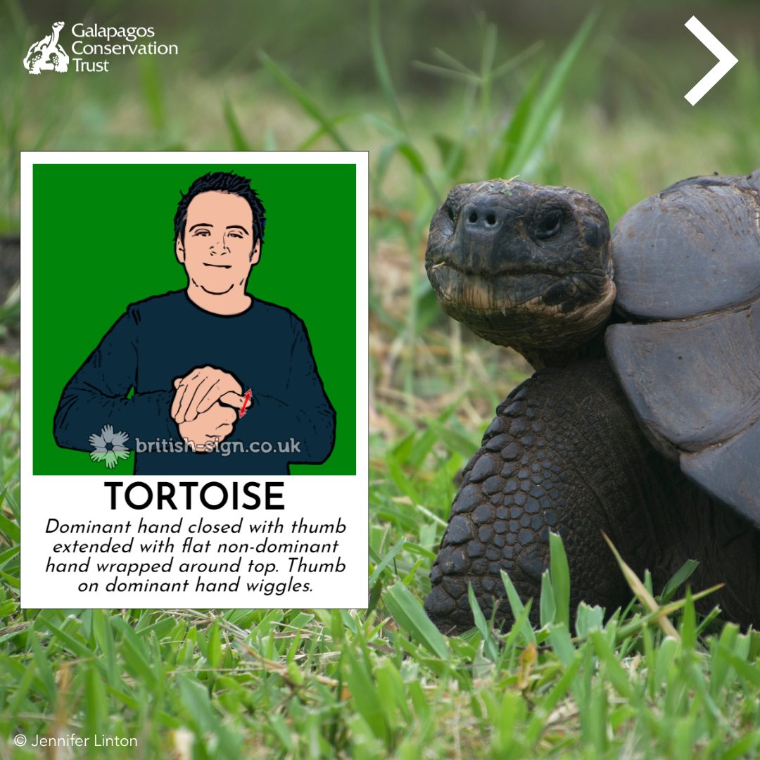 galapagossip's tweet photo. It's #SignLanguageWeek! 

So we've put together some British Sign Language signs for different #Galapagos animals for you to try! Don't forget to share, and let us know in the comments which animal word is your favourite to sign. 

#SLWEEK2022 #BSLBRINGSUSTOGETHER https://t.co/opQZt2k5vw