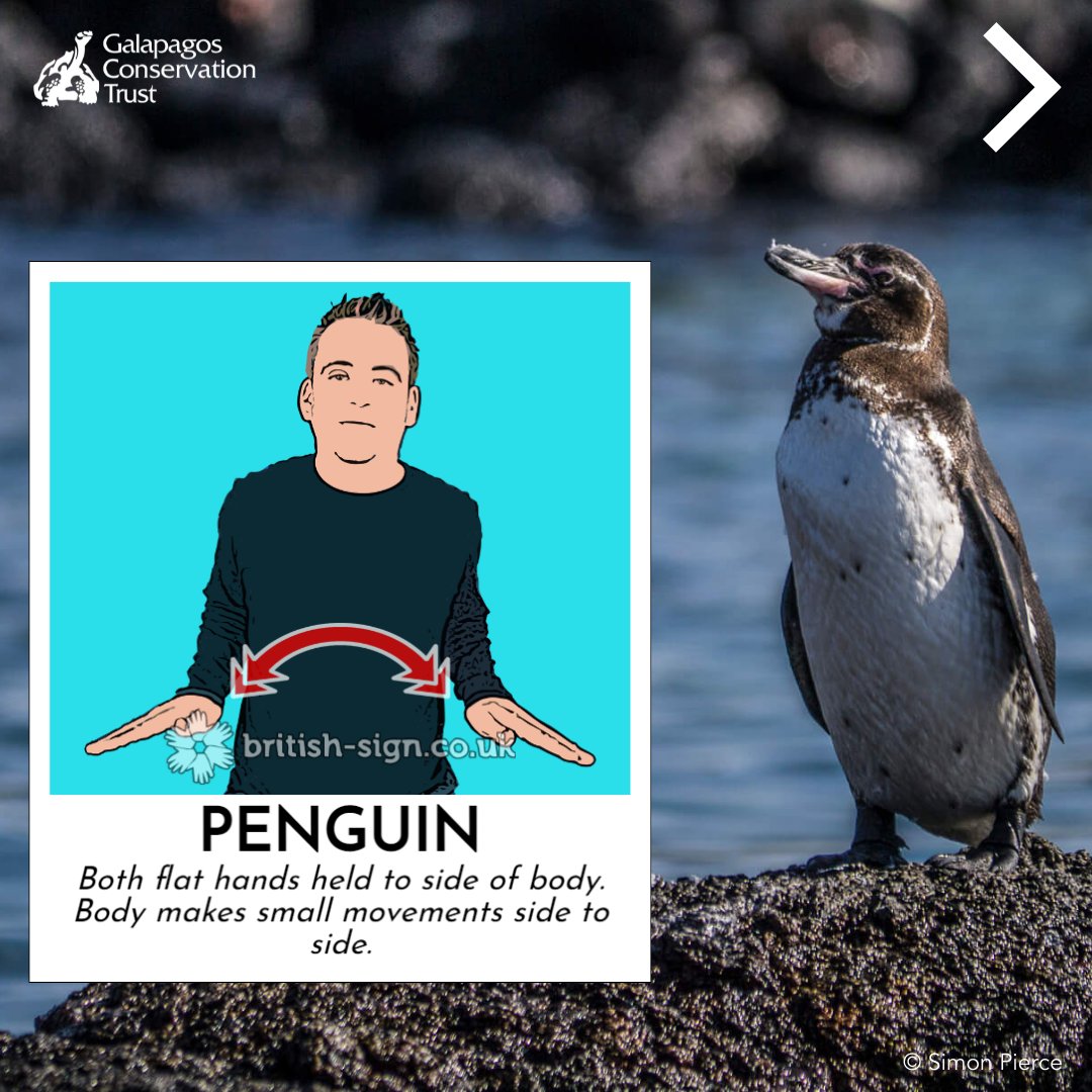 galapagossip's tweet photo. It's #SignLanguageWeek! 

So we've put together some British Sign Language signs for different #Galapagos animals for you to try! Don't forget to share, and let us know in the comments which animal word is your favourite to sign. 

#SLWEEK2022 #BSLBRINGSUSTOGETHER https://t.co/opQZt2k5vw
