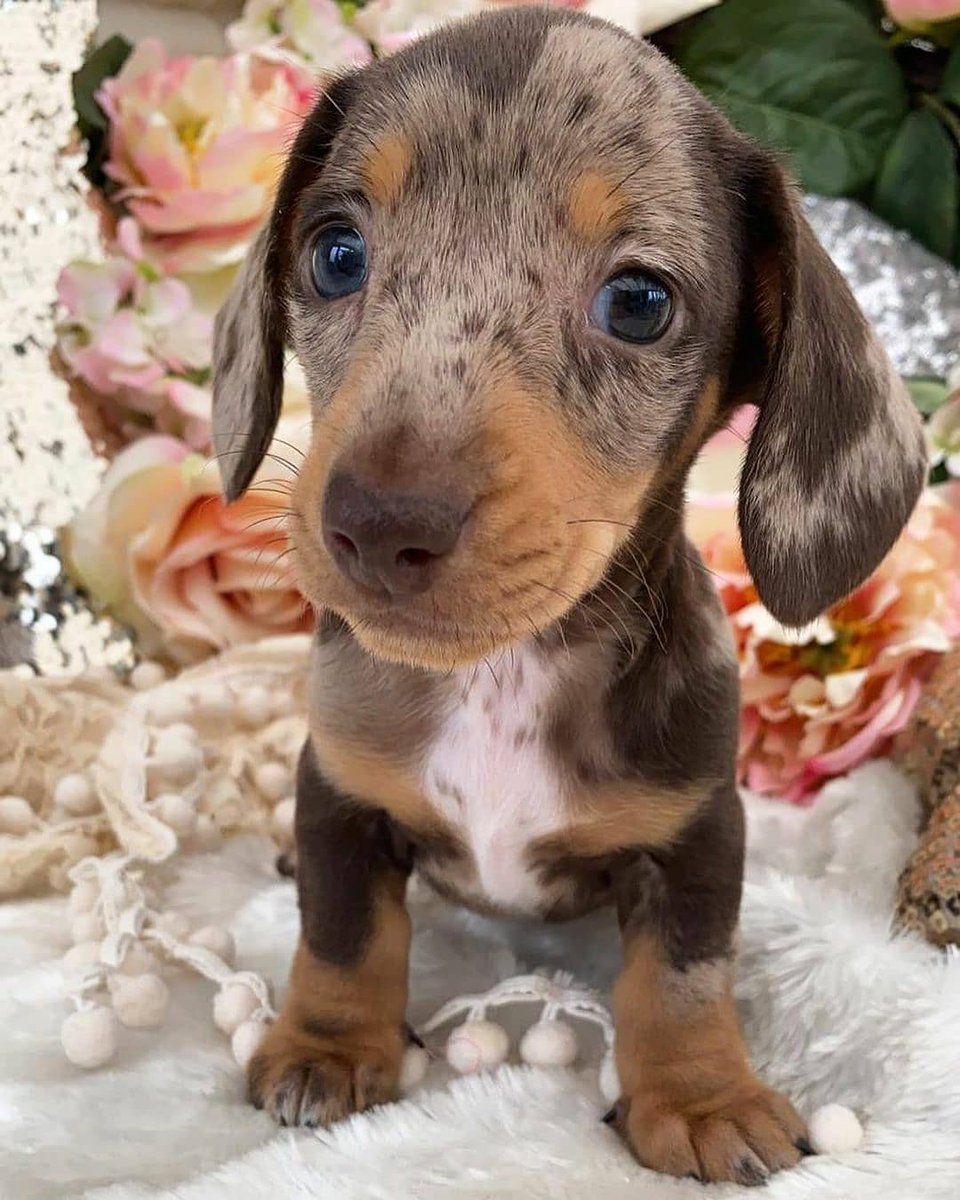 Cute or not??
#Dachshund #Dachshunds