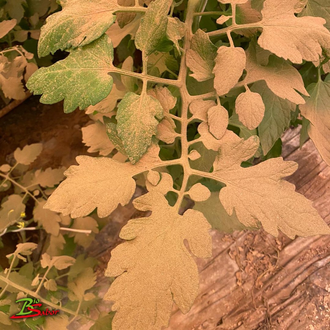 El Departamento técnico de <a href="/biosabor_agro/">BioSabor</a> está teniendo más trabajo del habitual en estas fechas. 
El #temporal #celia está ocasionando  problemas en el cultivo debido a la #calima:
-falta de luz 
-polvo reseca la superficie foliar. 
-falta ventilación 
biosabor.com/efecto-de-la-c…