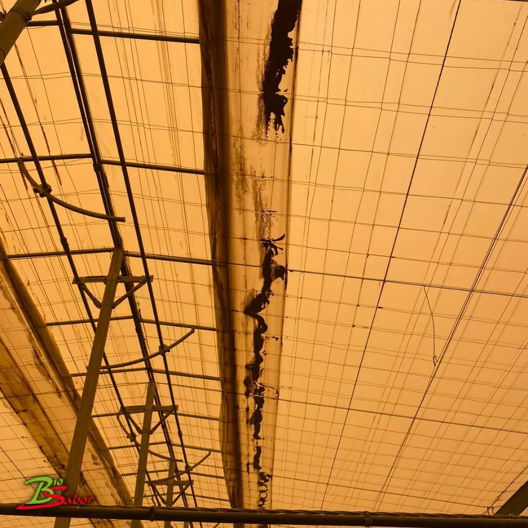 biosabor_agro's tweet photo. El Departamento técnico de @biosabor_agro está teniendo más trabajo del habitual en estas fechas. 
El #temporal #celia está ocasionando  problemas en el cultivo debido a la #calima:
-falta de luz 
-polvo reseca la superficie foliar. 
-falta ventilación 
https://t.co/41F1yLrpKd https://t.co/BOHSMax82D