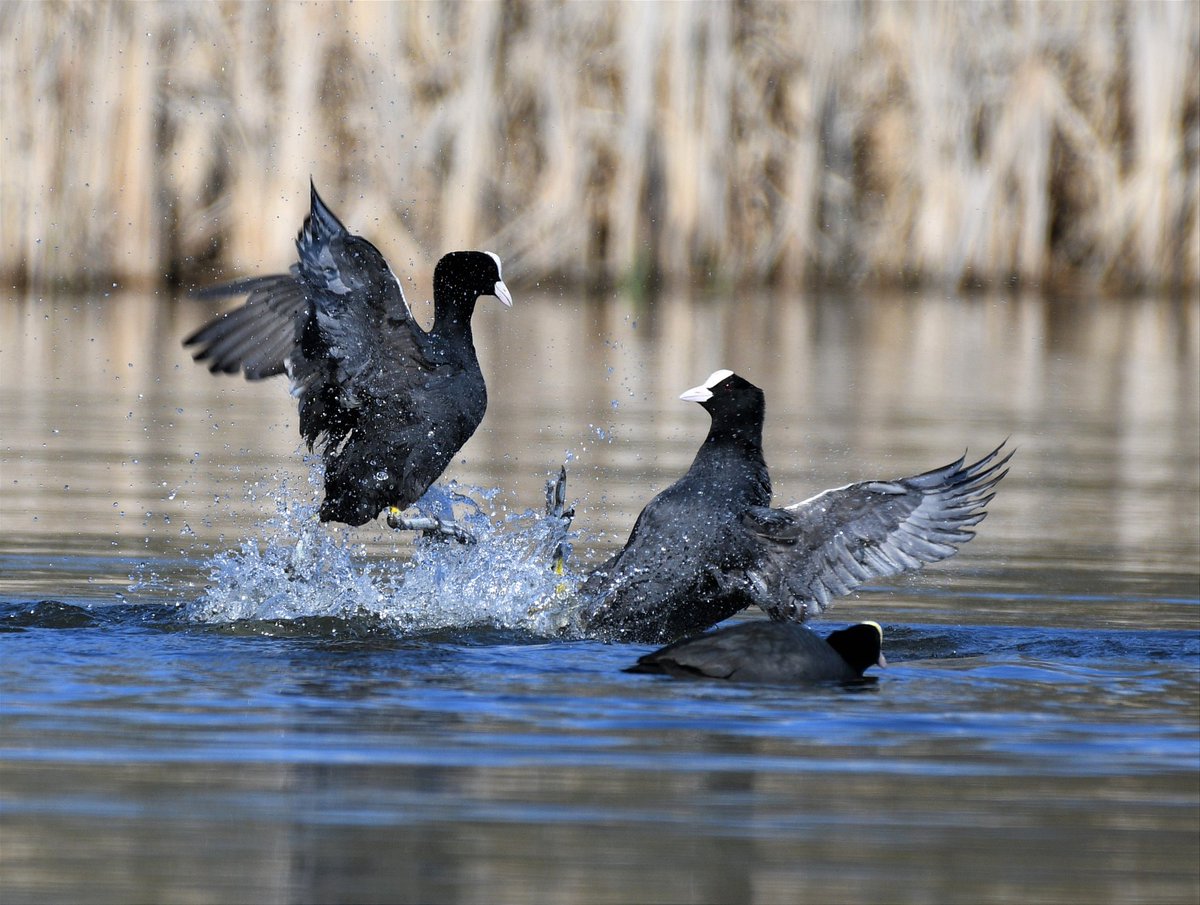 Coots getting their territories sorted out on the #localpatch this morning. #birdwatching #birdphotography