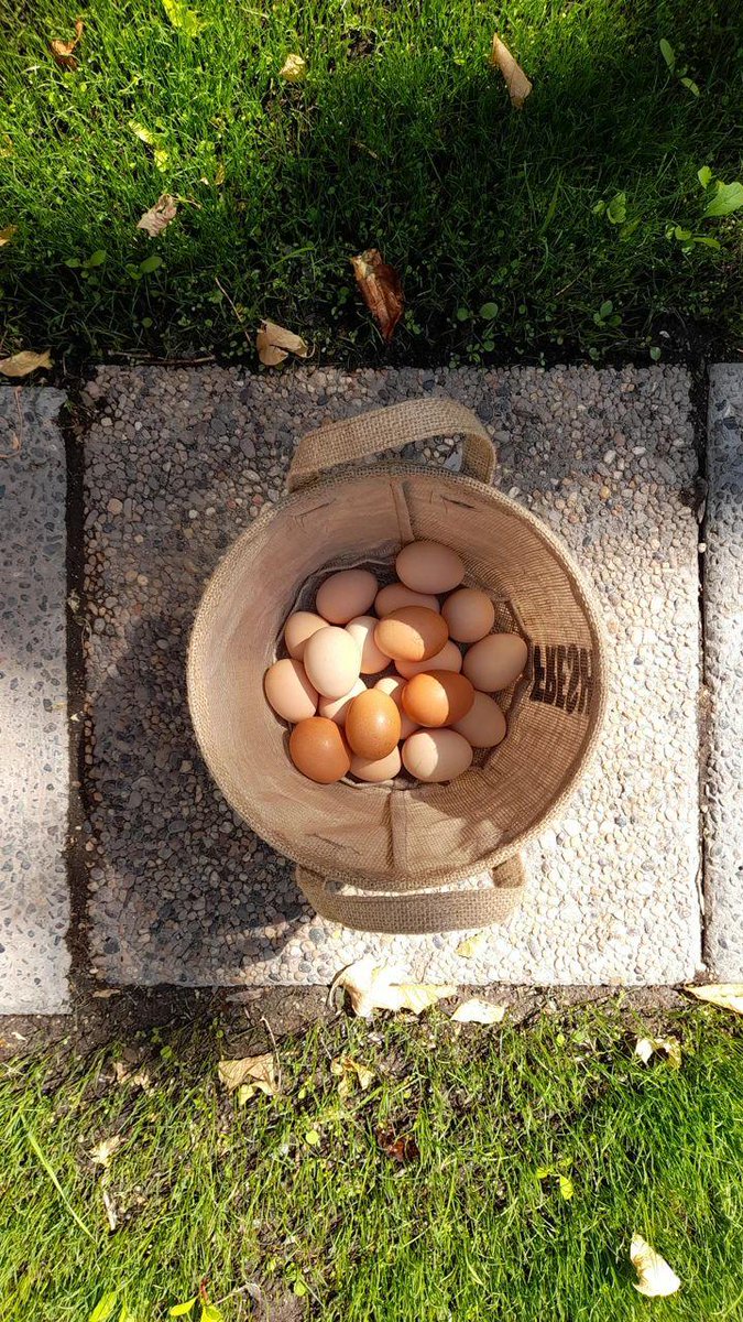 PersonalKay_'s tweet photo. I kinda forgot to fetch the eggs a couple of days 🐥💦 https://t.co/cmCzZM1OWY