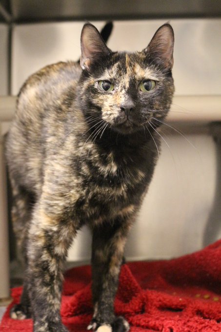 RT <a href="/kshumanesociety/">Kansas Humane Society</a> 
Remember when you wished to add another pet to your family?
Congrats! Your wish is granted and you can now adopt Denae!

Stop by KHS at 3313 N Hillside to meet Denae, and learn more about her at ow.ly/nb1950IjBR7