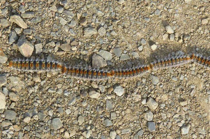 La oruga "procesionaria" es peligrosa para los niños🧒👧 y mortal para los perros🐶

Ten cuidado sobre todo en pinares🌲
 
Vigila👀 que tus peques y mascotas no se aproximen

En caso de contacto➡ acude a un especialista

#SomosTuPolicia