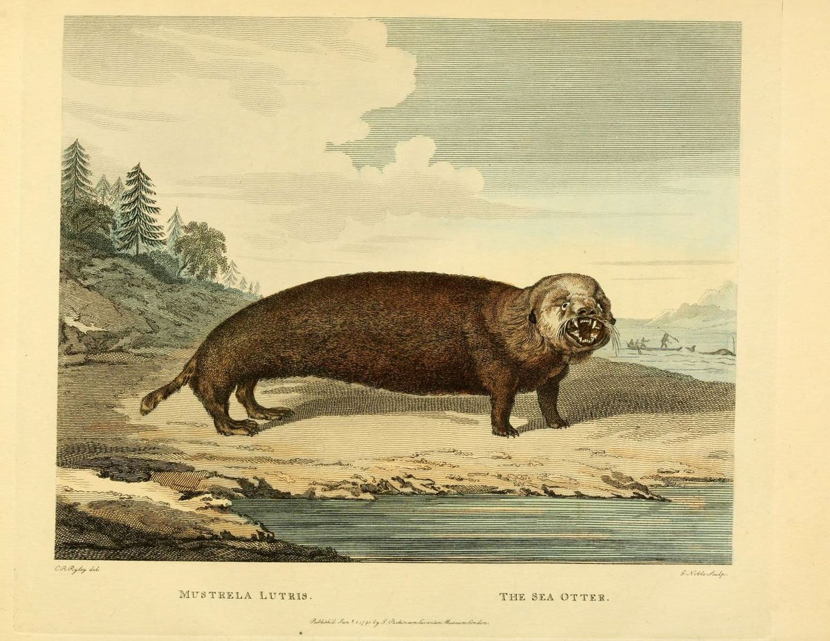 WilliamBurwin's tweet photo. this feels unflattering to sea otters https://t.co/K7T2L5enMZ