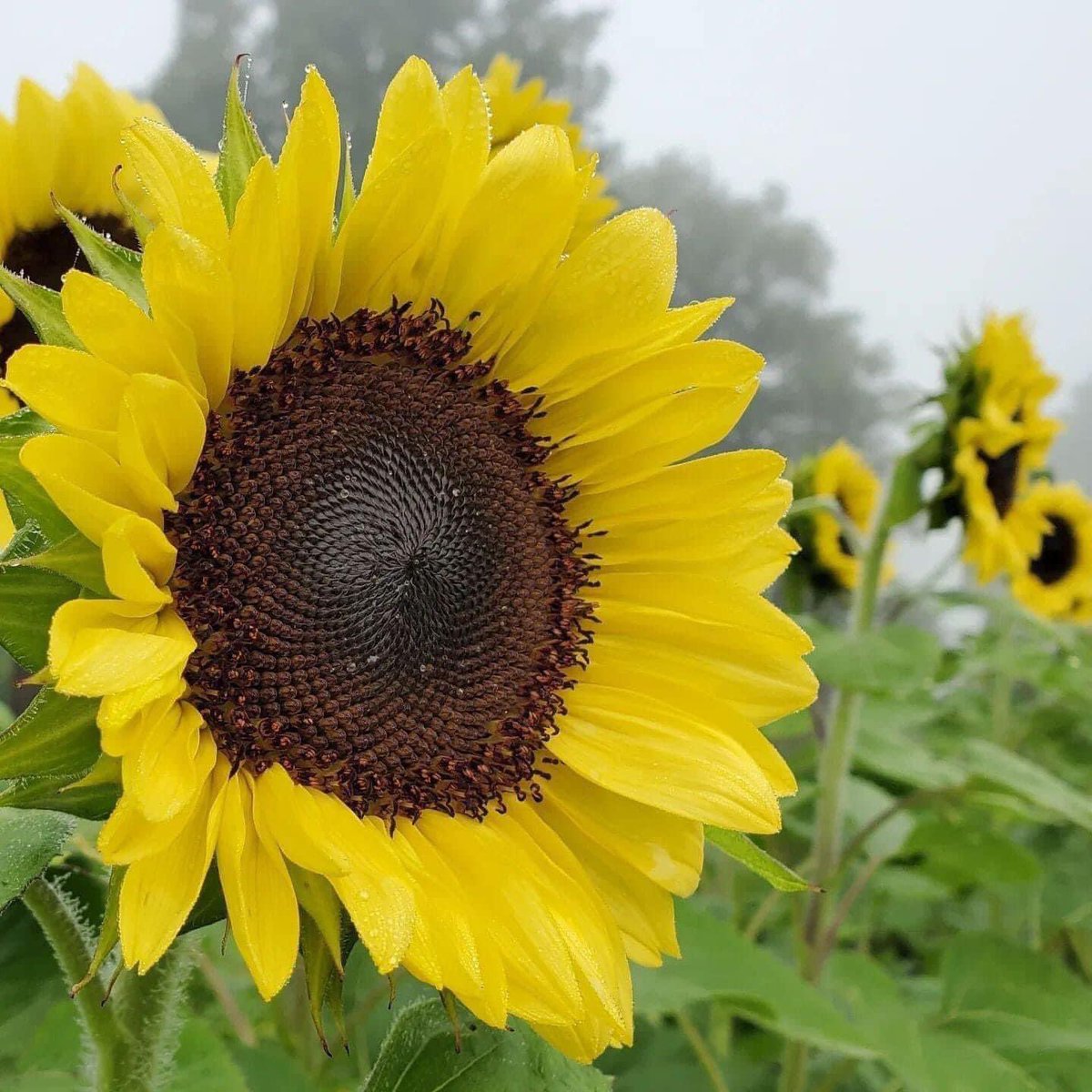 crazyhooks's tweet photo. Warning graphic images ahead. 🙏💜
#sunflowersforpeace #sunflowersforukraine https://t.co/HkF9EhvpTs