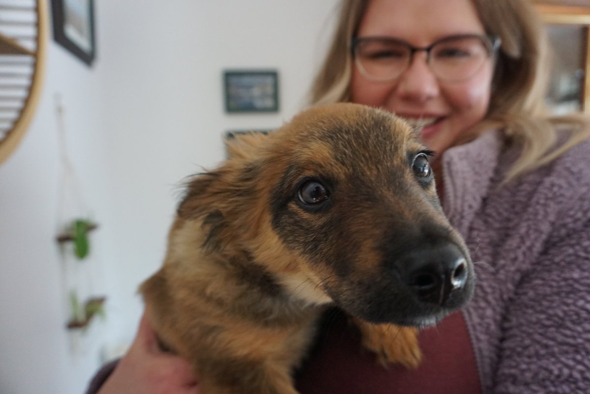 ChelseaPCross's tweet image. Some (actually) personal news. I am bad at temporarily housing dogs but really good at permanently housing them. Meet my baby girl Harriet and behold her with her bestie, my big girl Gertrude.