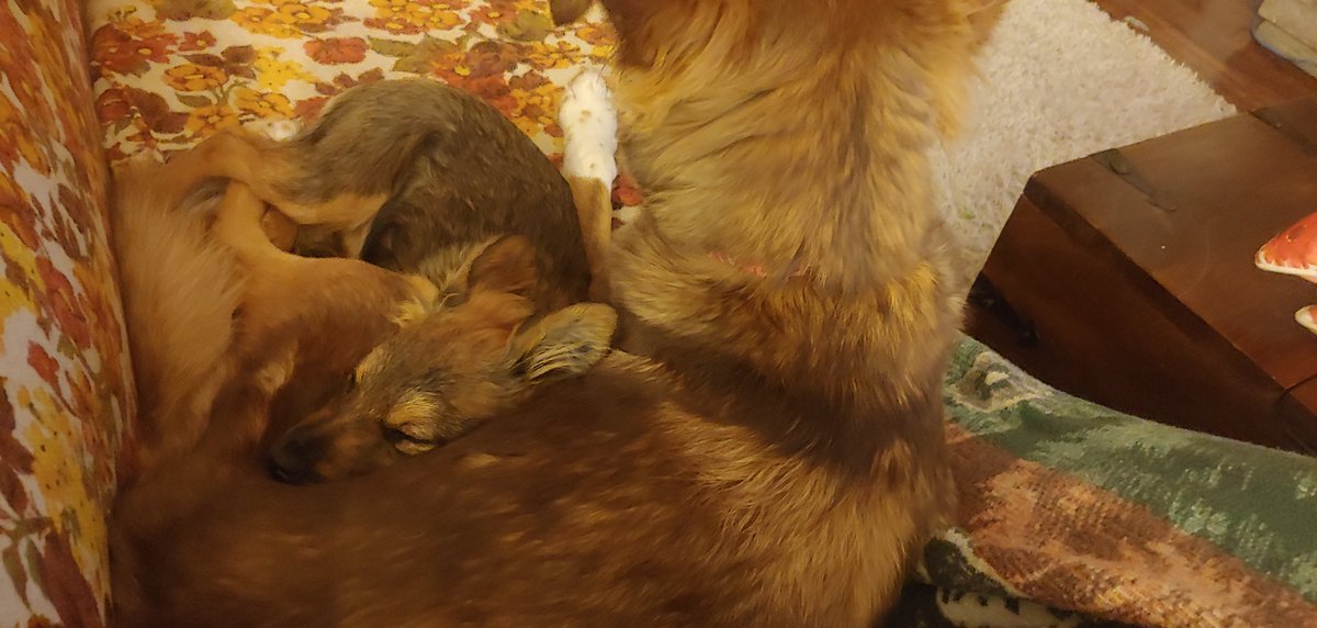 ChelseaPCross's tweet image. Some (actually) personal news. I am bad at temporarily housing dogs but really good at permanently housing them. Meet my baby girl Harriet and behold her with her bestie, my big girl Gertrude.