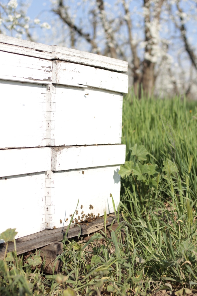 hgofarms's tweet photo. The bees are busy this time of the year, these bees are working hard in an organic stonefruit orchard! Did you know they help to pollinate blueberries, apples, cherries, avocados, pumpkins, onions, cucumber, and so many more of your favorite fruits and veggies!! π #thankabee https://t.co/MmXbCcP9YJ