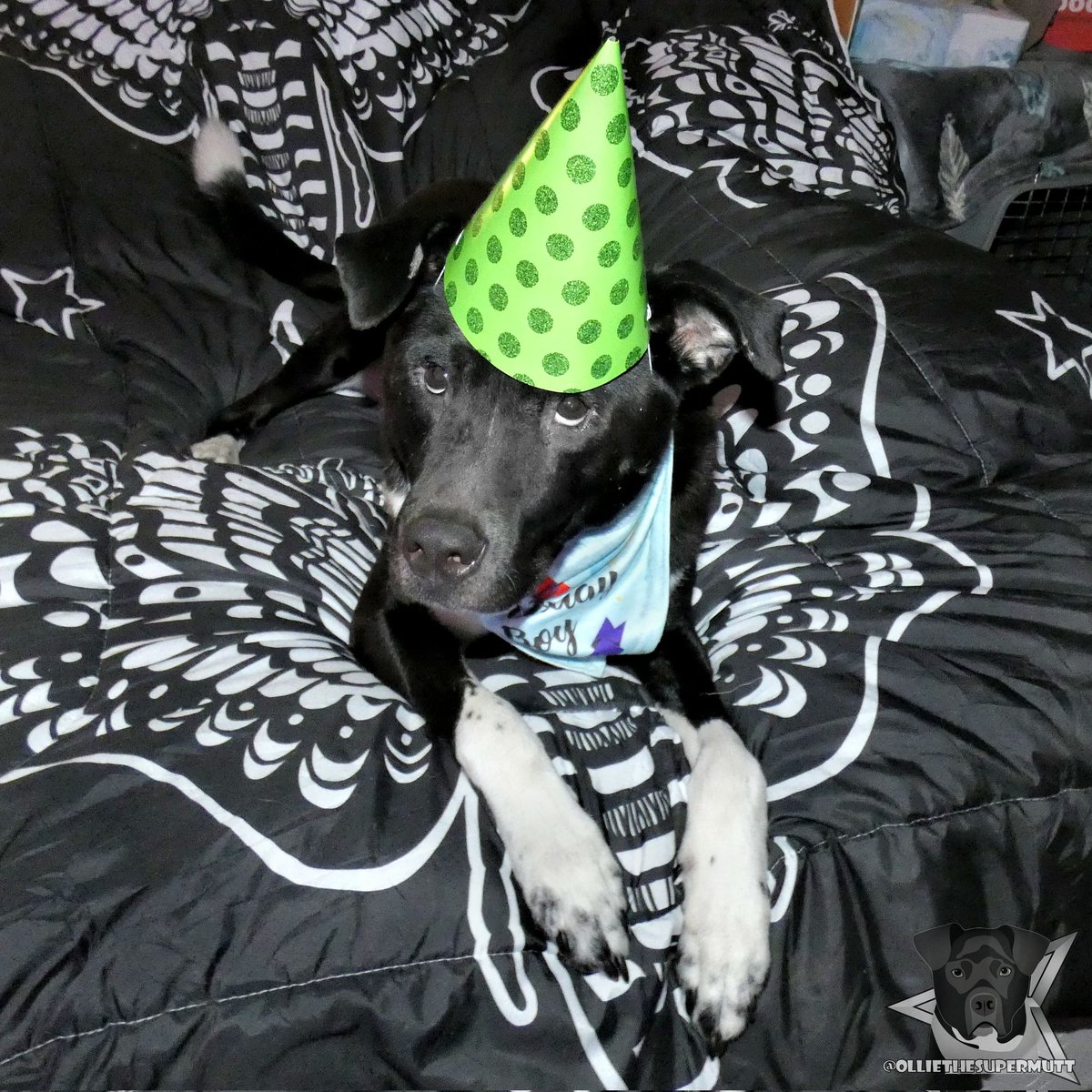 Today's my birthday! I'm 5 years old today! Mommy can't believe it! 🥳🧁🎉
.
-🐶-
.
#dogsoftwitter #dogsofinstagram #Twitterdogs #birthday #birthdayboy #HappyBirthday