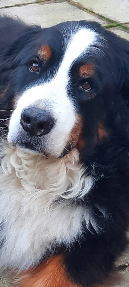 How I miss this beautyfull face. #bernesemountaindog #DogsofTwittter