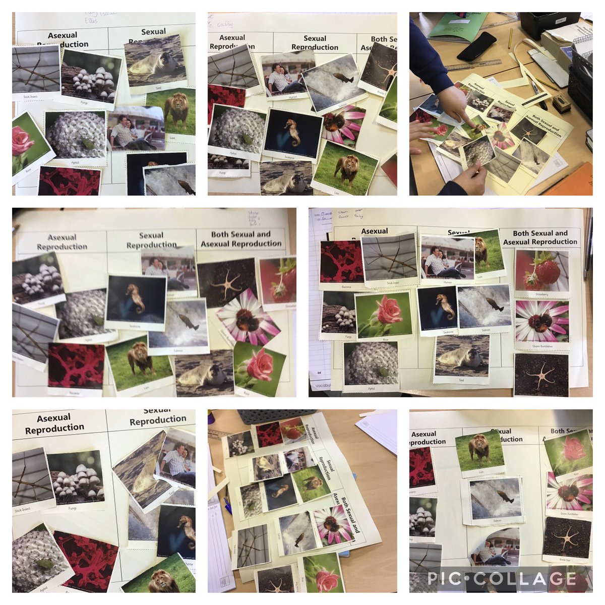 BartonMossCPS's tweet photo. Yesterday, we kicked off our science week, all about growth, by exploring the different methods of continuing life. We learned some animals can reproduce by splitting their cells to create identical copies of themselves. @mrsunsworth35 @SwantonSarah @MrCornishTweets #BMScience https://t.co/HTWA6OuUJI