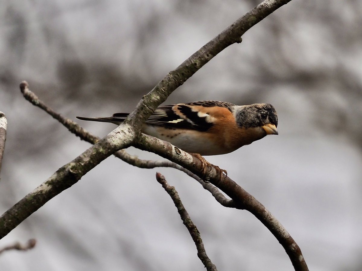 Dave Butler tweet media