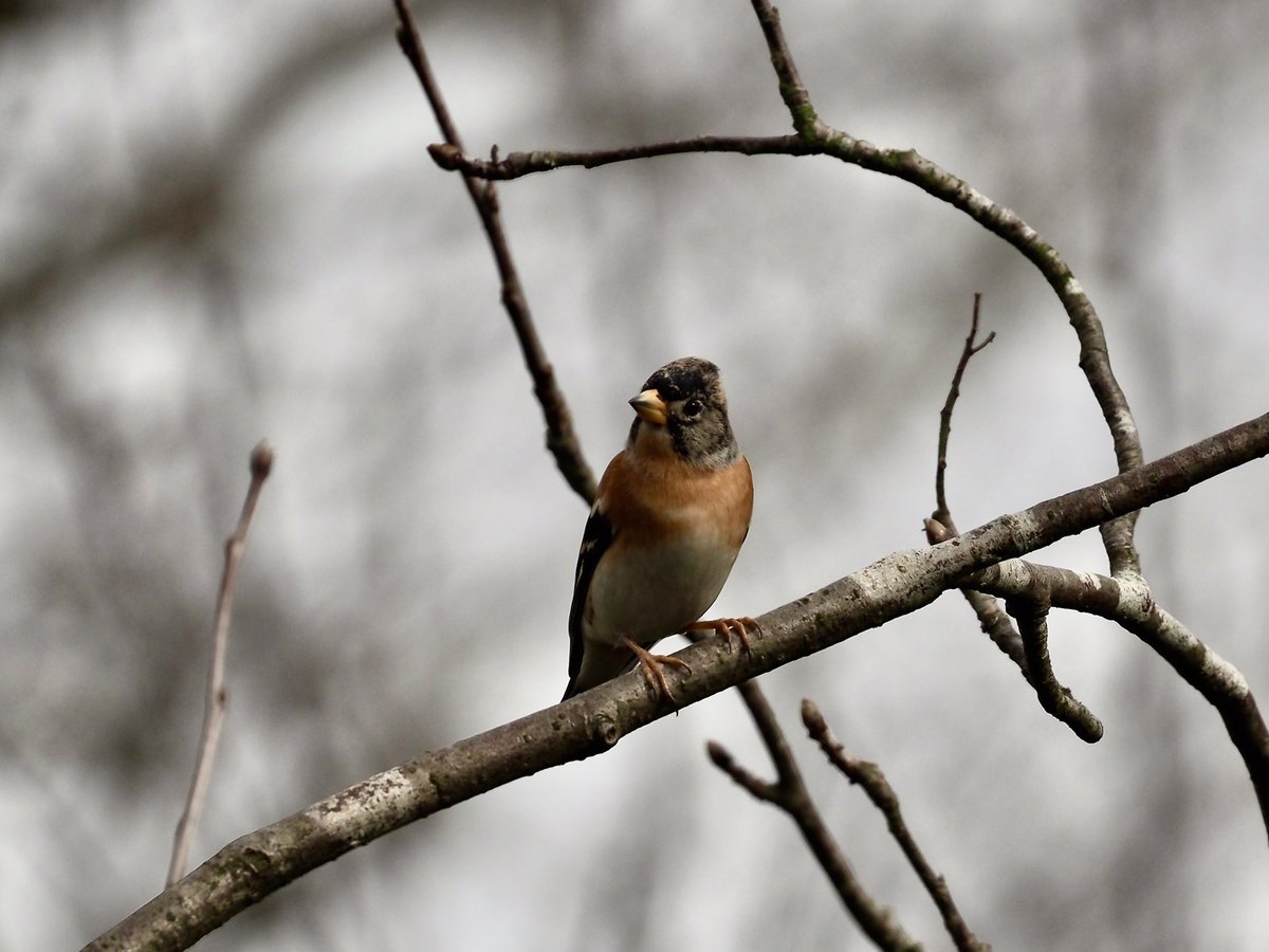 Dave Butler tweet media