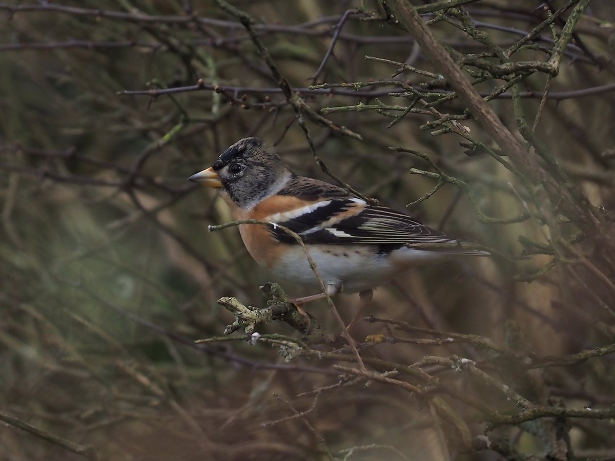 Dave Butler tweet media