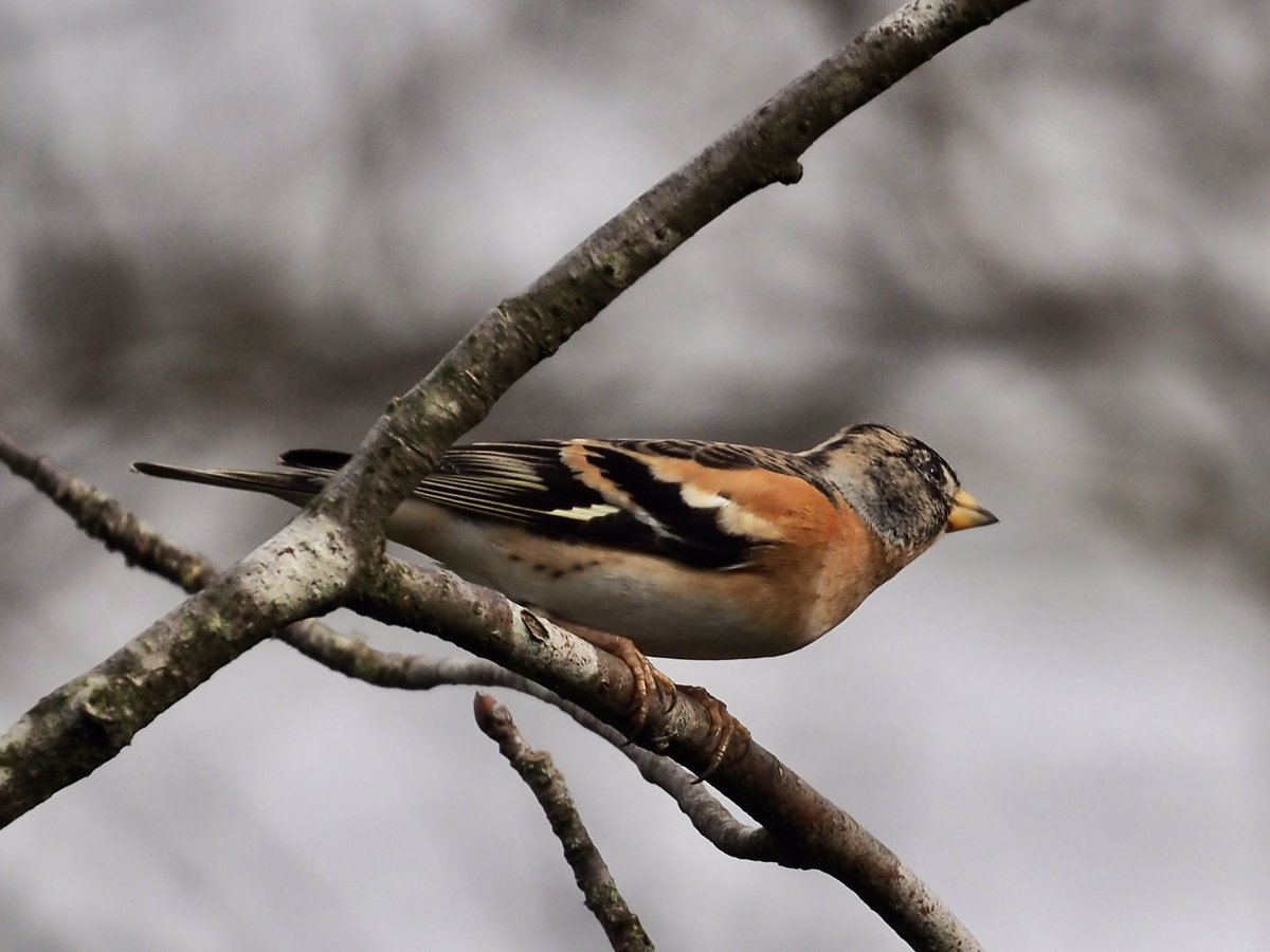 Dave Butler tweet media