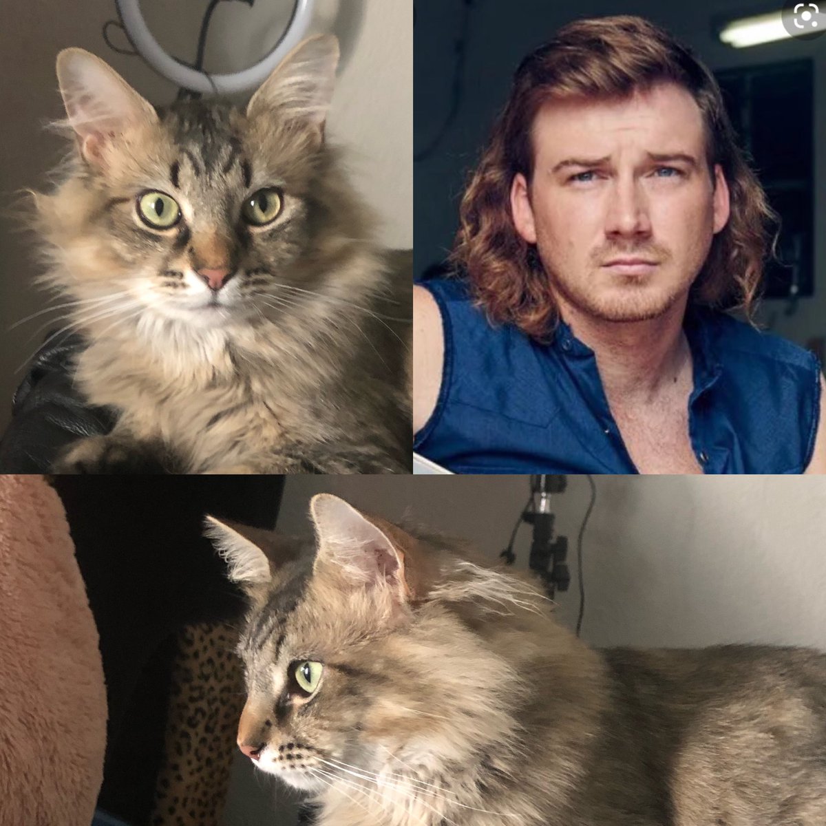 Hell_In_Heels's tweet photo. @BrdgstoneArena I love MW so much that my cat looks just like him w his little mullet, if I win I promise not to bring him but I’ll tell him all about it 😂 🤞 @mssamijo https://t.co/21Iu7FYwvS