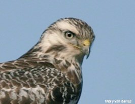 maryvanderes's tweet photo. Een fijne avond gewenst.
#Buizerd #Buteo_buteo
#Common_Buzzard . https://t.co/guz8uuup3S