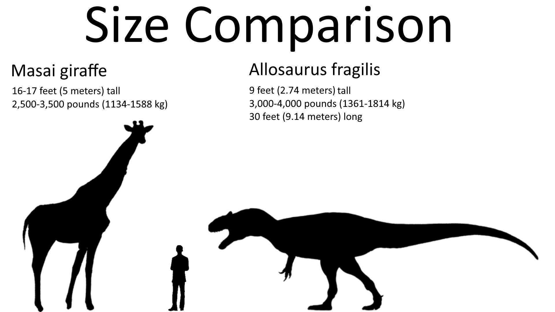 14 Meters Is How Many Feet - JaimineMari