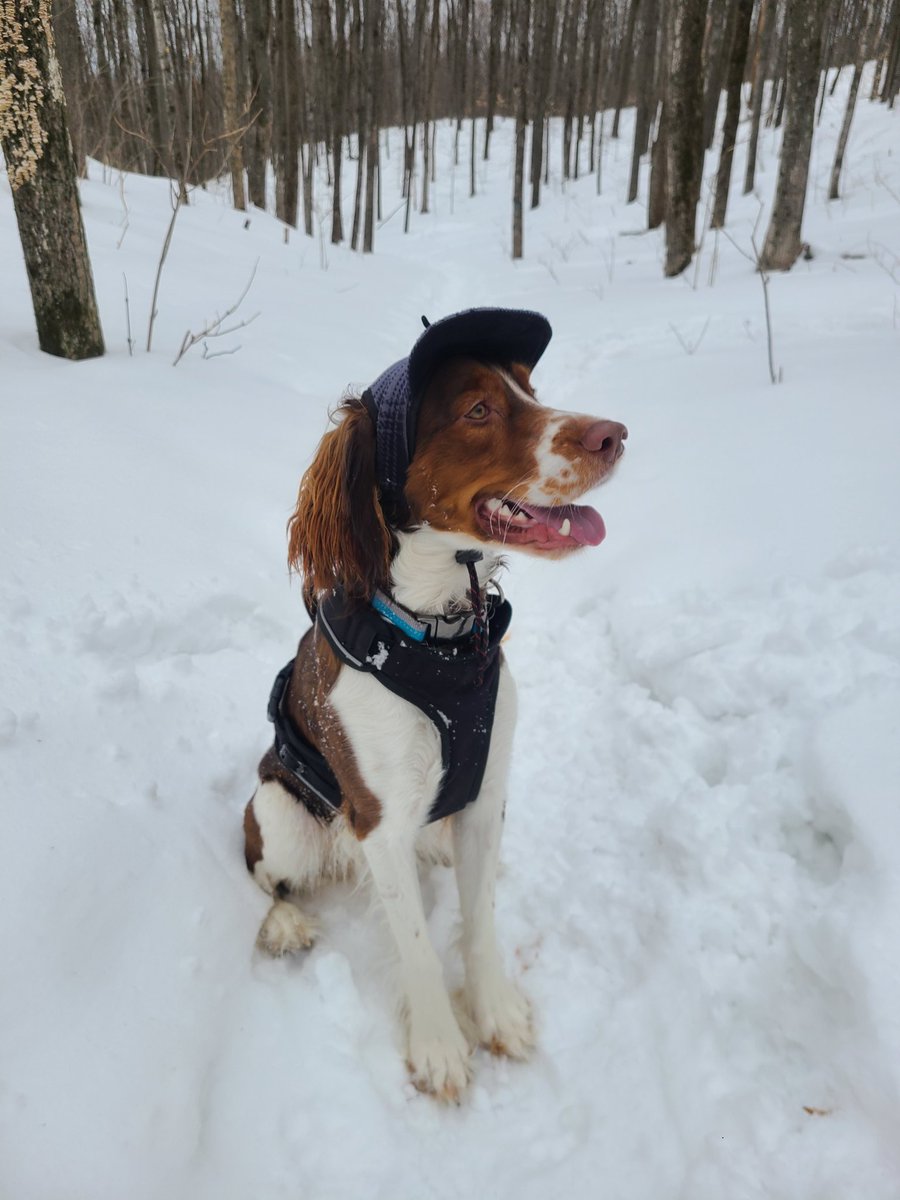 CoreyK1029's tweet photo. @BuschBeer #BuschBarkBracket #Contest Walker is the most Valuable Pup because he never lets his humans enjoy their Busch Lights without him by their side https://t.co/UWamwE3yki