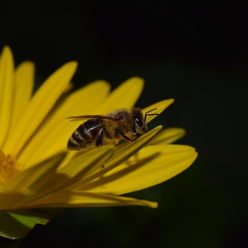 There’s a post going around that claims bees don’t fly in the dark, but there are certain bees (like Megalopta genalis) that have adapted an extra sensitivity to light for that exact purpose 🐝 🌙  buff.ly/3w5GpFr
#night #bee #beekeeping #sweatbee #honeybee