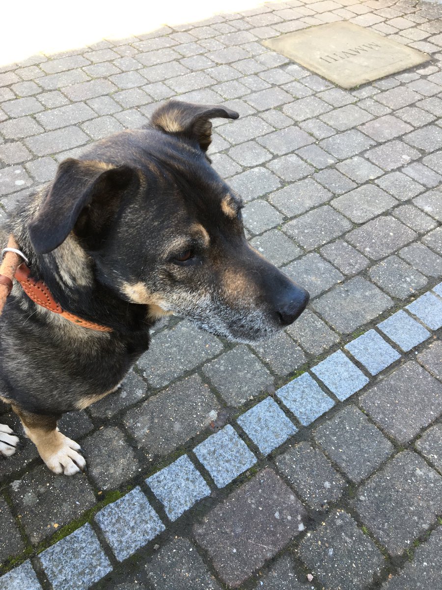theatreclubkent's tweet photo. Day 15 Total: 21301 !!! Thank you @boatclubdoyle and Arry for walking with me and for the yummy cake 👌 It was a lovely day, the sun shone and I enjoyed every step #walkallovercancer  #knackerednow https://t.co/hiVxpu5sUR