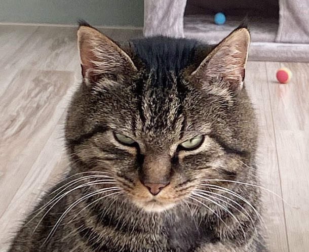 joyce_van_dijk's tweet photo. @yagirlmerel Mijn rescue cat moet voor zijn eigen gezondheid op dieet voer.  Was het er niet mee eens.  Deed aan honger staking…kreeg toch trek en jankt nou als hardste omdat z’n bak leeg is 🙈. https://t.co/cre39s98d8