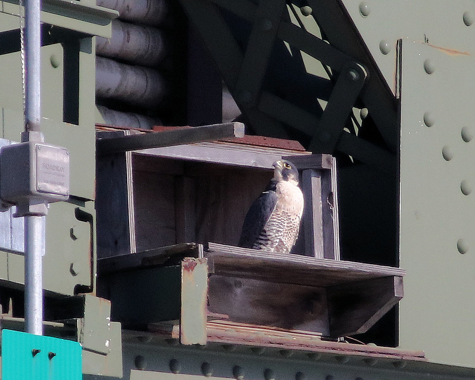 wcaudubon's tweet photo. Bird Walk, Book Club, Woodcock Watch, and More - https://t.co/ZOqvEMGiz3 https://t.co/40EK76bJtQ