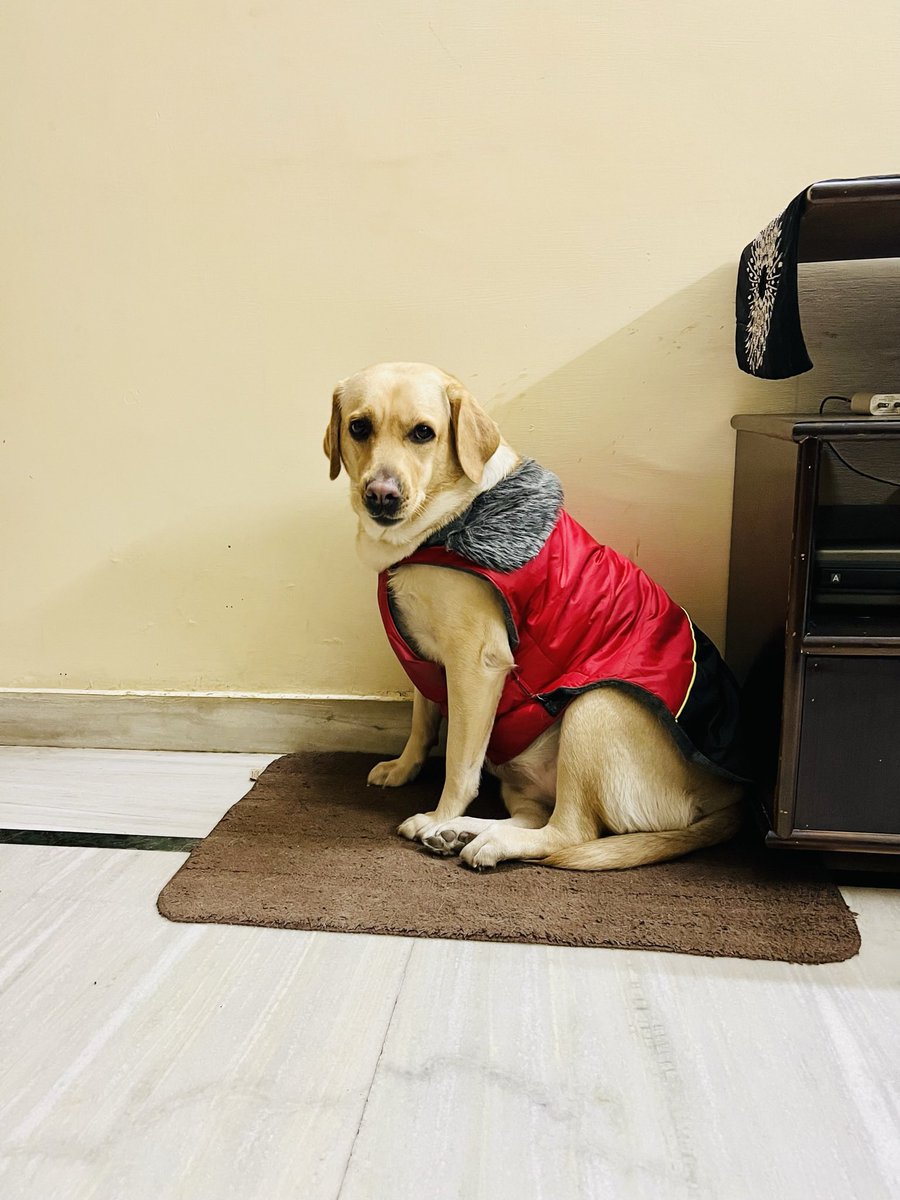NathaniPuja's tweet photo. It’s my baby girl’s 2nd birthday! 🐶🤩
Im going to keep posting Coco pics today and annoy the hell out of your timeline 🙈😋
#cocojumbo #happybirthday #mylittlesaviour #pawrtytime https://t.co/JjX1doZSJj