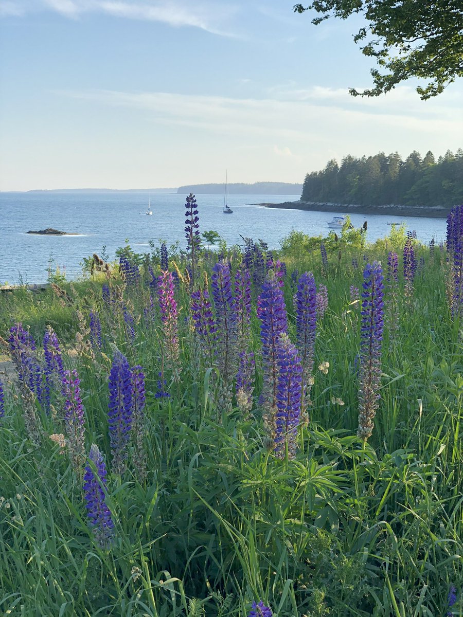 hearts_sc's tweet photo. Happy birthday, Maine! 🌲🦞🏔 

We love all four of your seasons… and your future pro soccer teams https://t.co/llVdvQwRY8