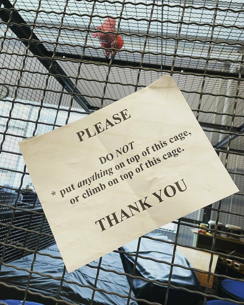 Poor Peppa…she never stood a chance against Saturday’s middle school siege. #alittletooquiet #peppapig #please instagr.am/p/CbIk_QerYPt/