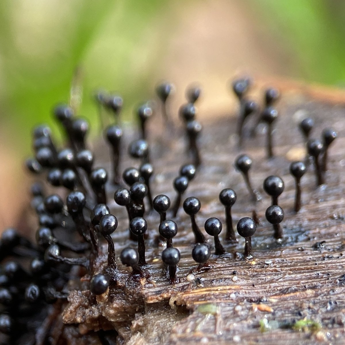 bernoid's tweet photo. LOOK AT THIS SLIME MOULD! - Metatrichia floriformis. A first for me. Isn't it brilliant? #slimemould #metatrichiafloriformis https://t.co/Y34ppWkxu6