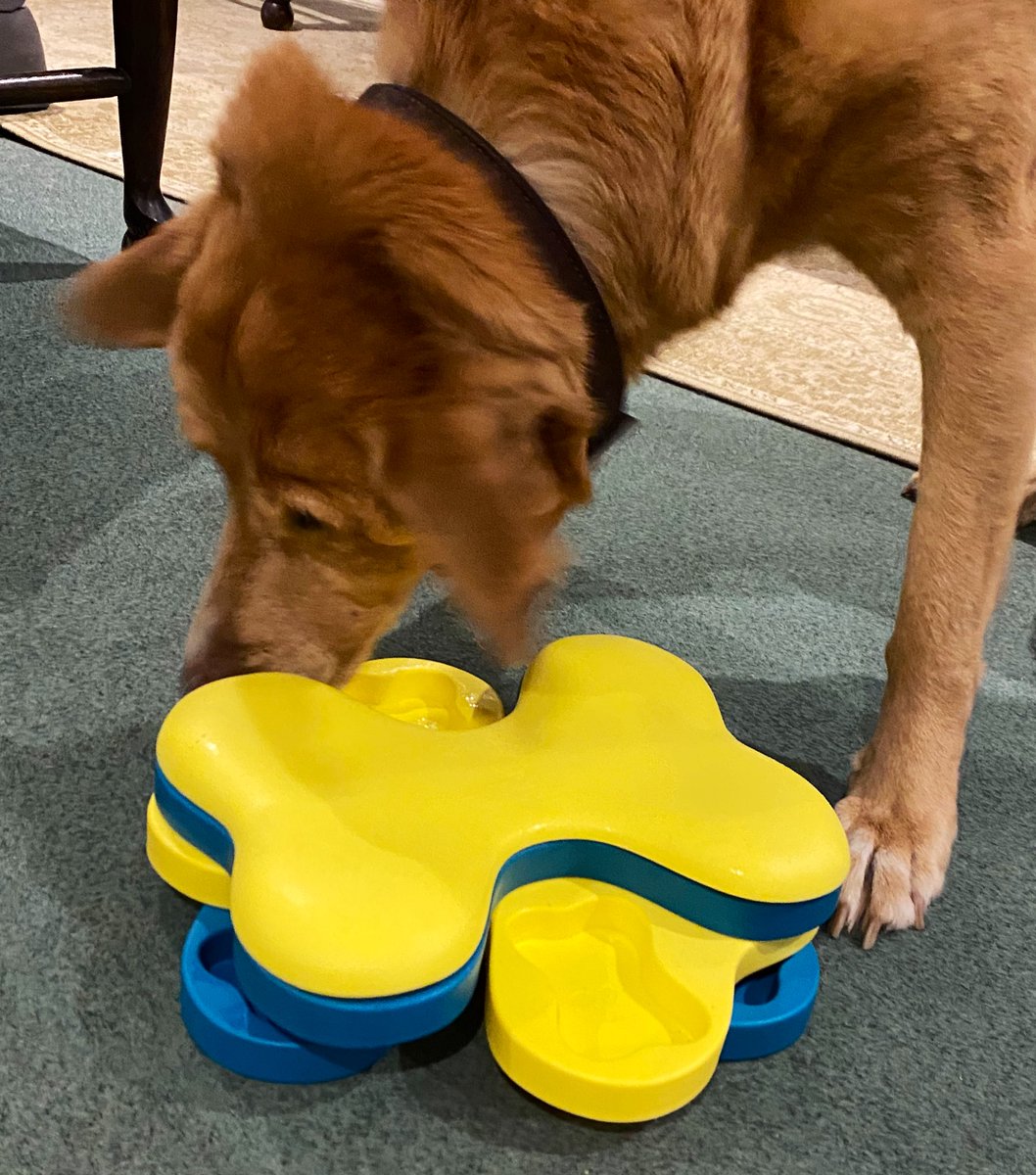 mrsdog's tweet photo. Only just realised that my puzzle feeder is all about #Ukraine 🇺🇦 They have donated via @decappeal but my mixer wasn’t needed apparently. I’d send it to them though, in a heartbeat. #dogsforUkraine #StandWithUkraine #dogsoftwitter https://t.co/66uwen4O4V