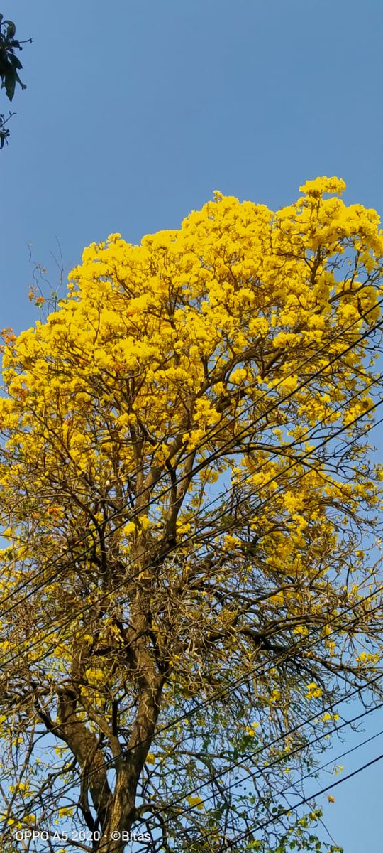BivasMaiti's tweet photo. @SupritiJana5 এটা কিন্তু পালকিতে (পাটুলী) তোলা।💛💛💛 https://t.co/r0ZaiP2xHA