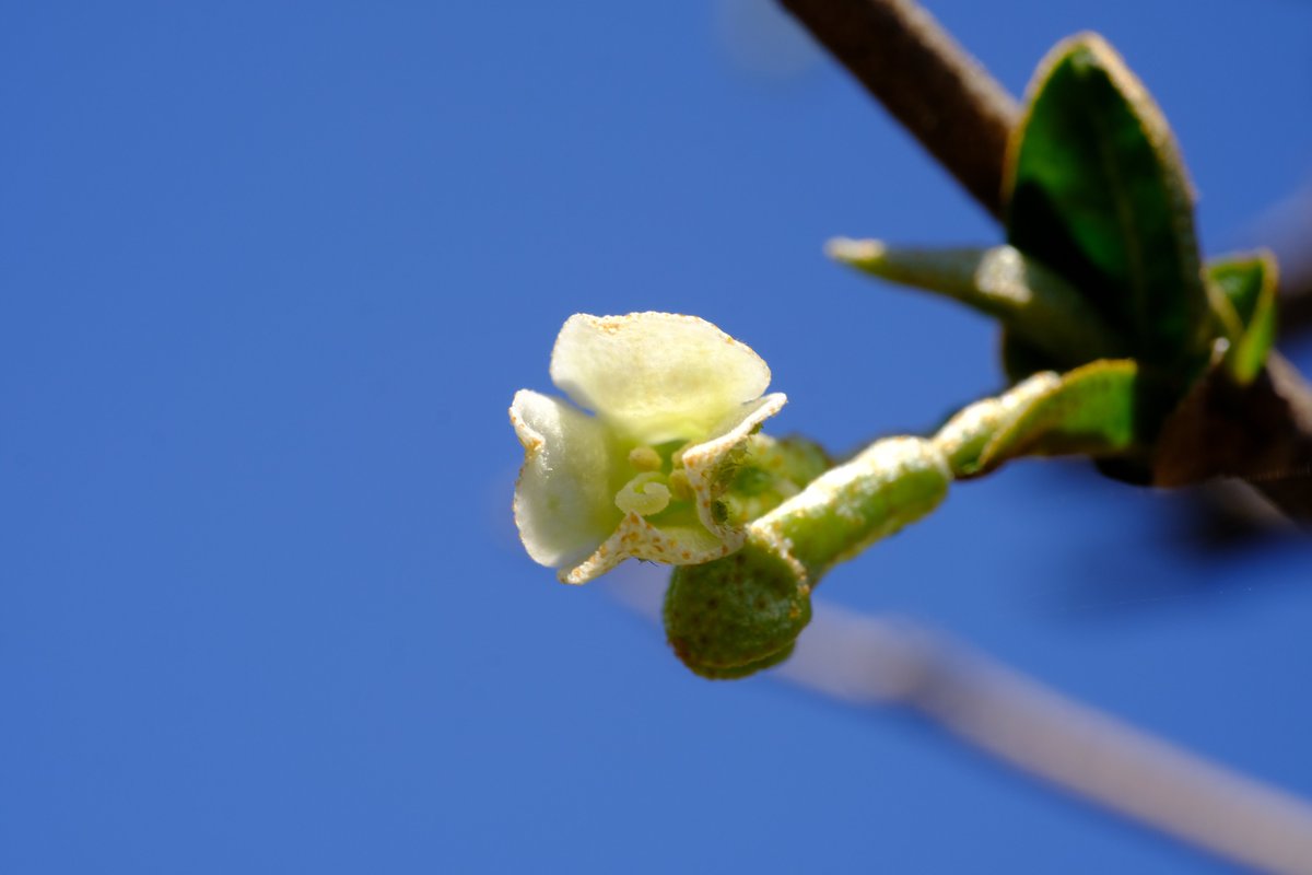 グミの木 Twitter Search Twitter