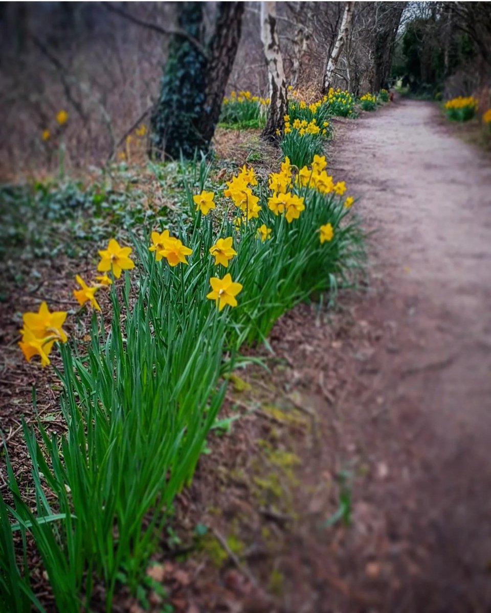 smilingassasin's tweet photo. I wandered lonely as a cloud.... #wordsworth #daffodils #poetrycommunity #FineIsNotFine #flowerphotography #NaturePhotography #PhotoOfTheDay #photography #tuesdayvibe #thinkpositive https://t.co/7iagLGe6wc