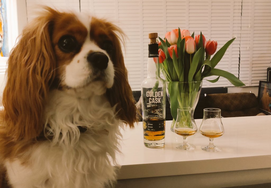 whiskytip's tweet photo. One for the #dogsandwhisky crew. Leo does 'I want a digestive face' modeling alongside a Golden Cask 23 year old Speyside (probs Aberlour or Glenrothes). Tulips for @TomsDram (ps not a cat 🤣). @WhiskyWithMolly @AyeWhisky cheers to anyone having a #tuesdaydram #whisky https://t.co/0sQrsbGQlL