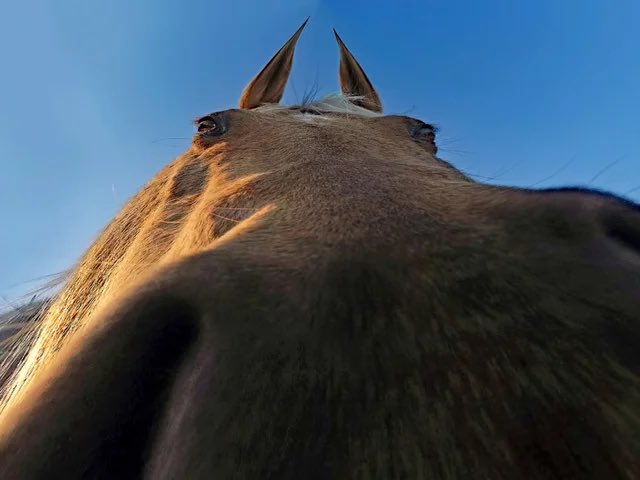 Adventure Endo-01 (@totallyfredbear) on Twitter photo 