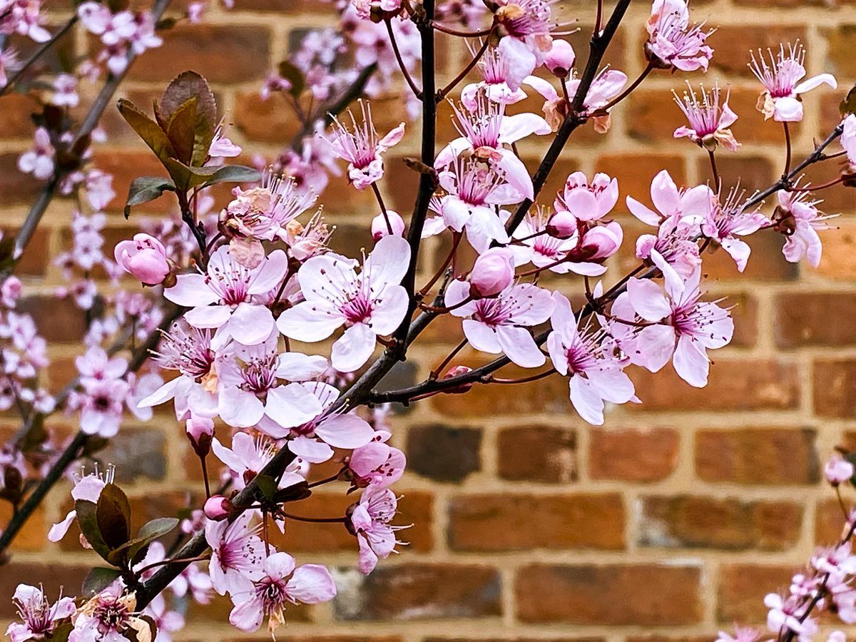 Brookstown Inn tweet media