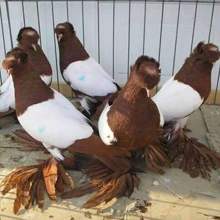 WoowPets's tweet photo. Are you interested in buying your Favorite pets - please DM or comment will get in touch with You 

#birds #bird #nature #birdsofinstagram #wildlife #birdphotography #naturephotography #wildlifephotography #photography #birdwatching #animals #birdlovers #best #birding #pets https://t.co/I9Qz1AjECX