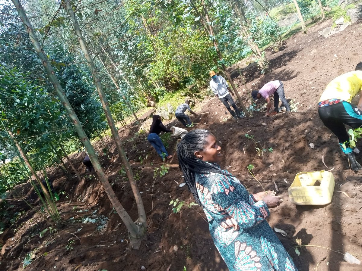 Hingamafaranga's tweet photo. Uyu Munsi Ku 15 Werurwe 2022 ; Club @Hingamafaranga kubufatanye n'ubuyobozi bw'umurenge wa #busogo muri @MusanzeDistrict bakoze igikorwa Cyo guterera Umuturage  ibiti 400 by'inturusu, ni murwego rwo guhingira inyungu Ariko tunarwanya ikibazo cy'ihindagurika ry'ikirere. https://t.co/2fdwX7OX7g