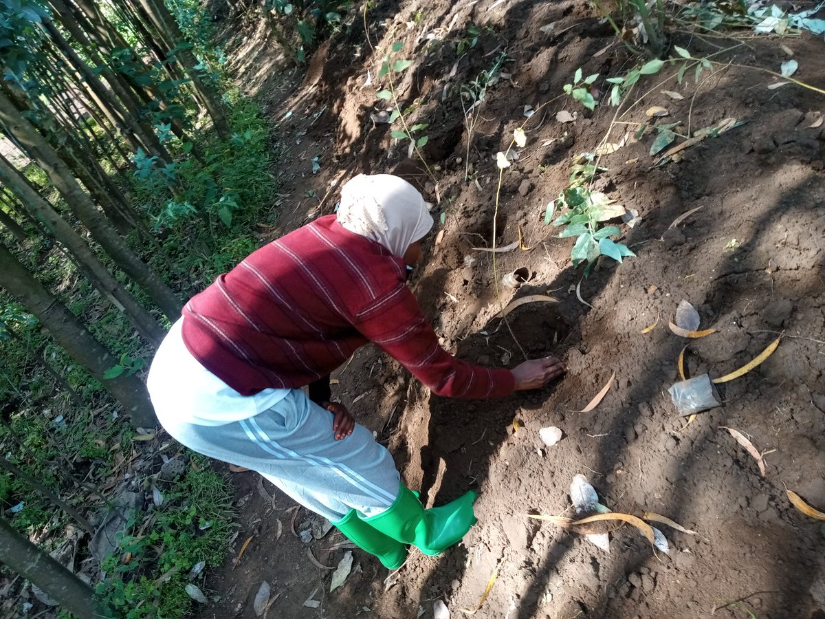 Hingamafaranga's tweet photo. Uyu Munsi Ku 15 Werurwe 2022 ; Club @Hingamafaranga kubufatanye n'ubuyobozi bw'umurenge wa #busogo muri @MusanzeDistrict bakoze igikorwa Cyo guterera Umuturage  ibiti 400 by'inturusu, ni murwego rwo guhingira inyungu Ariko tunarwanya ikibazo cy'ihindagurika ry'ikirere. https://t.co/2fdwX7OX7g