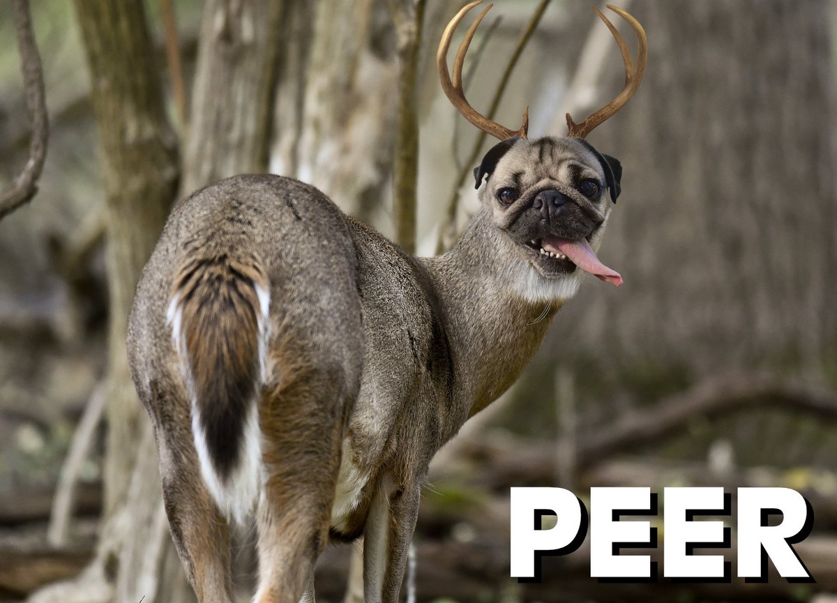 PhillJWoodward's tweet photo. For every 50 likes I’ll Photoshop a pug onto a different animal. https://t.co/Fgnk16EMVM