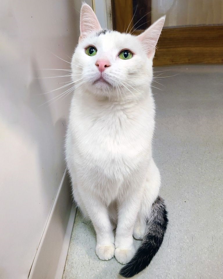 OpenDoorAnimals's tweet photo. My name is Pat, I'm seven years old, and I'm neutered, up to date on shots, and fully vetted. I'm available for adoption. For more details about Pat, check out our Facebook page https://t.co/D6WEX1bxbQ
#CatLovers #CatsofTwitter #CatsonTwitter #AdoptMe #ForeverHome #PatTheCat https://t.co/W1jfopCCjN