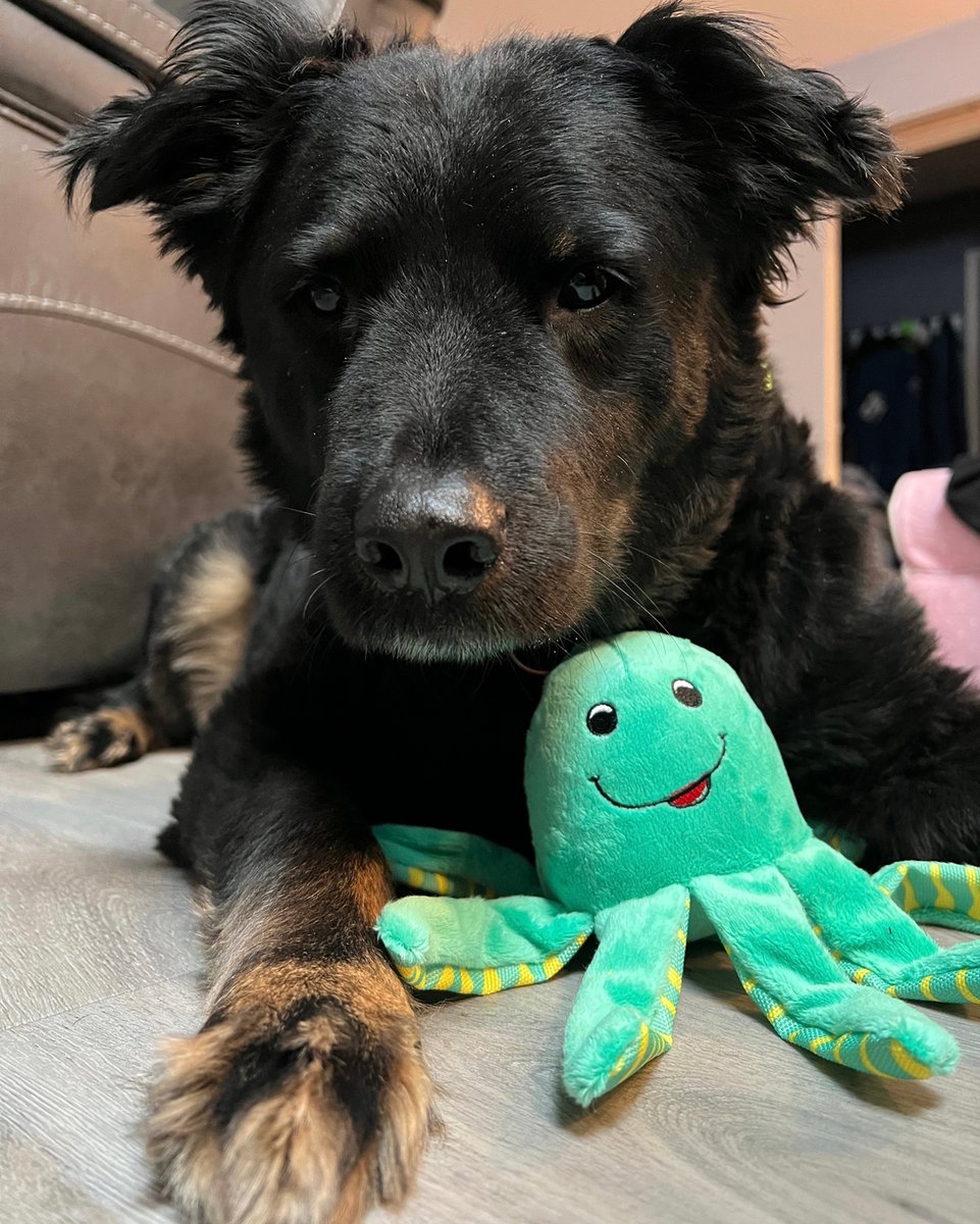 pureearthpets's tweet photo. Dover is SO excited about this months toy! The spunky pup octopus is made from recycled water bottles and in honor of our ocean book being released this month we’re thrilled to have this ocean toy! 

Don’t forget to tag us in your photos with your box! We love our #PEPBOXPETS https://t.co/OnnEn40rJk