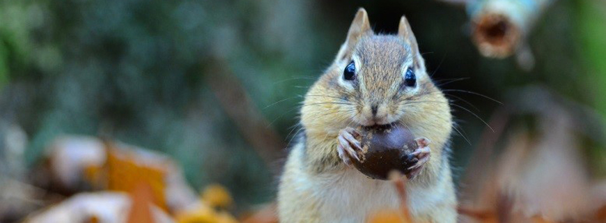 #Wildlife need their space. Always keep your distance and NEVER feed wildlife. Be responsible to keep yourself and animals safe. 🐻🦊🐰🦌 #KeepWildlifeWild 
ow.ly/bMB130jH7n3