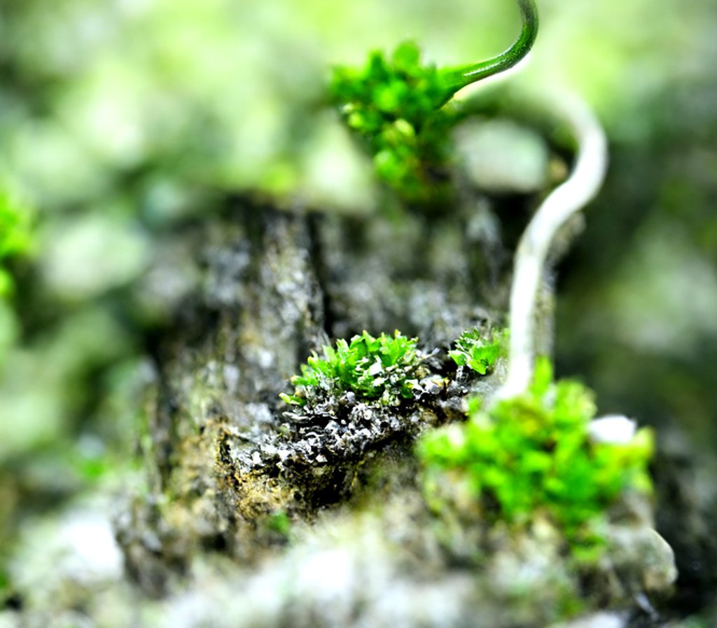 CeckoEkaterina's tweet photo. Quiet life of lichens
#AI #artwork #AIartwork #NFTart #lichens #macrospace https://t.co/tAG6LU5aiD