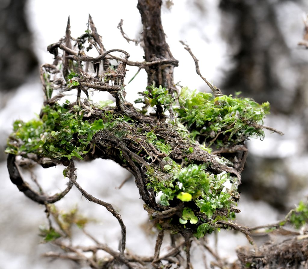 CeckoEkaterina's tweet photo. Have you ever peered into the branches of bushes or trees?
#AI #artwork #AIartwork #NFTart #lichens #macrospace https://t.co/4s1bY5g5Sr
