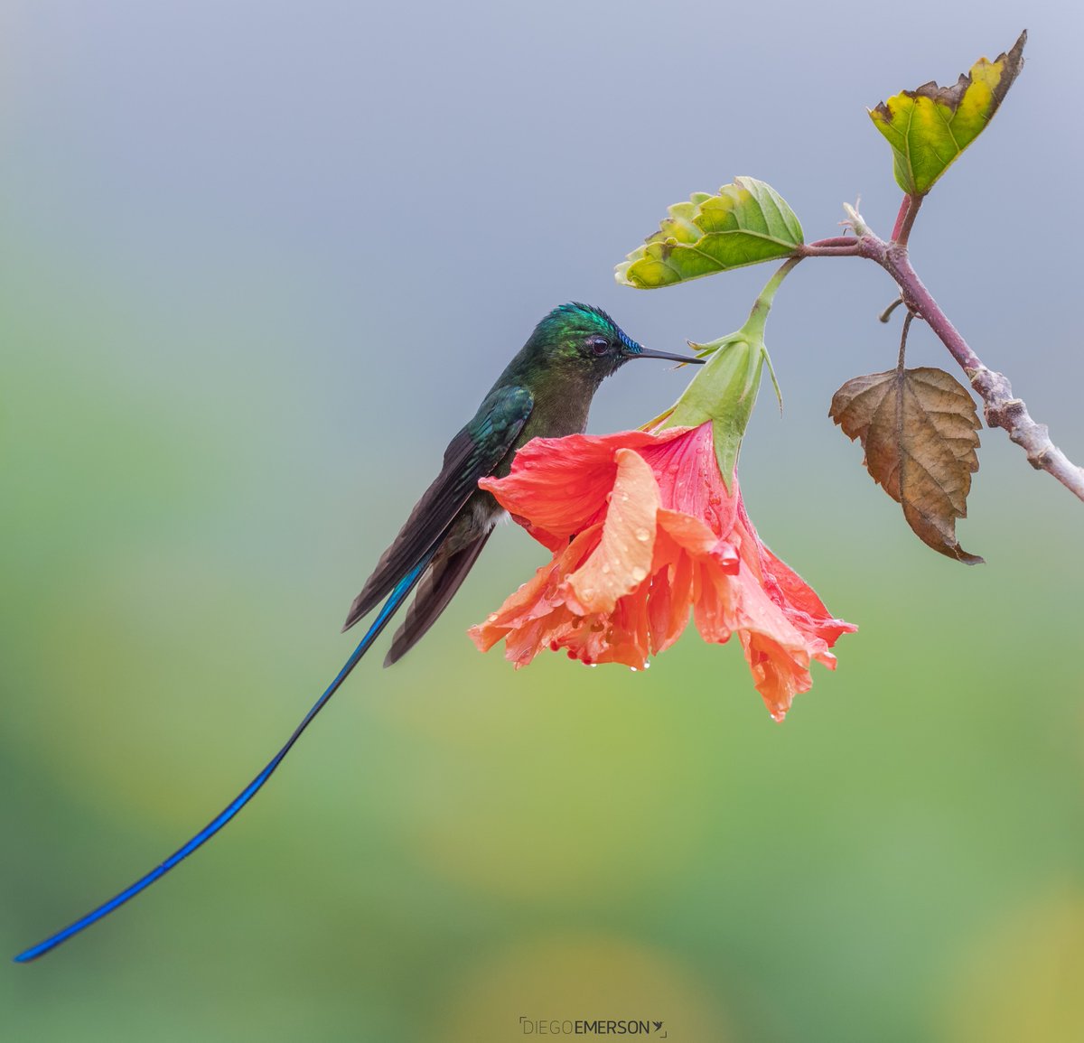 diegoetorres's tweet photo. Pa’que….pero es que los colibríes son muyyyy fotogénicos. https://t.co/vKpz8tdTvu